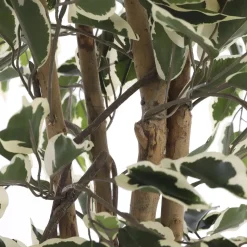 Ficus Kunstplant – H110 x Ø70 cm – Groen Bont