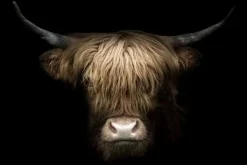 Glasschilderij kop schotse hooglander midden 120x80cm