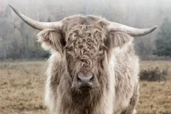 Glasschilderij schotse hooglander in de natuur 120x80cm