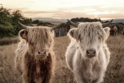 Glasschilderij schotse hooglander zusjes 120x80cm