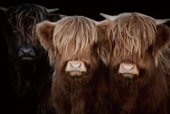 Glasschilderij schotse hooglander broertjes 120x80cm