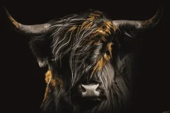 Glasschilderij schotse hooglander in de wind 160x110cm