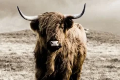 Glasschilderij schotse hooglander 2 afmetingen