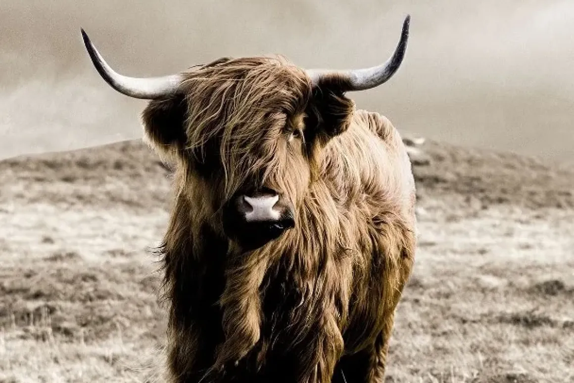 Glasschilderij schotse hooglander 2 afmetingen
