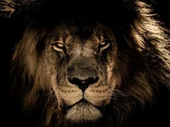 Glasschilderij 120x80cm Leeuwenkop