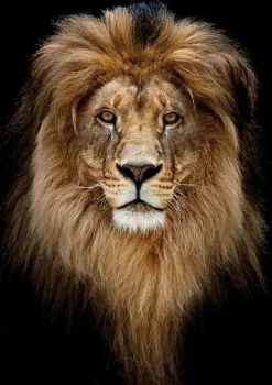 Glasschilderij 80x120cm Leeuwenkop midden