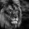 Glasschilderij 120x80cm Mannetjes leeuw zwart/wit