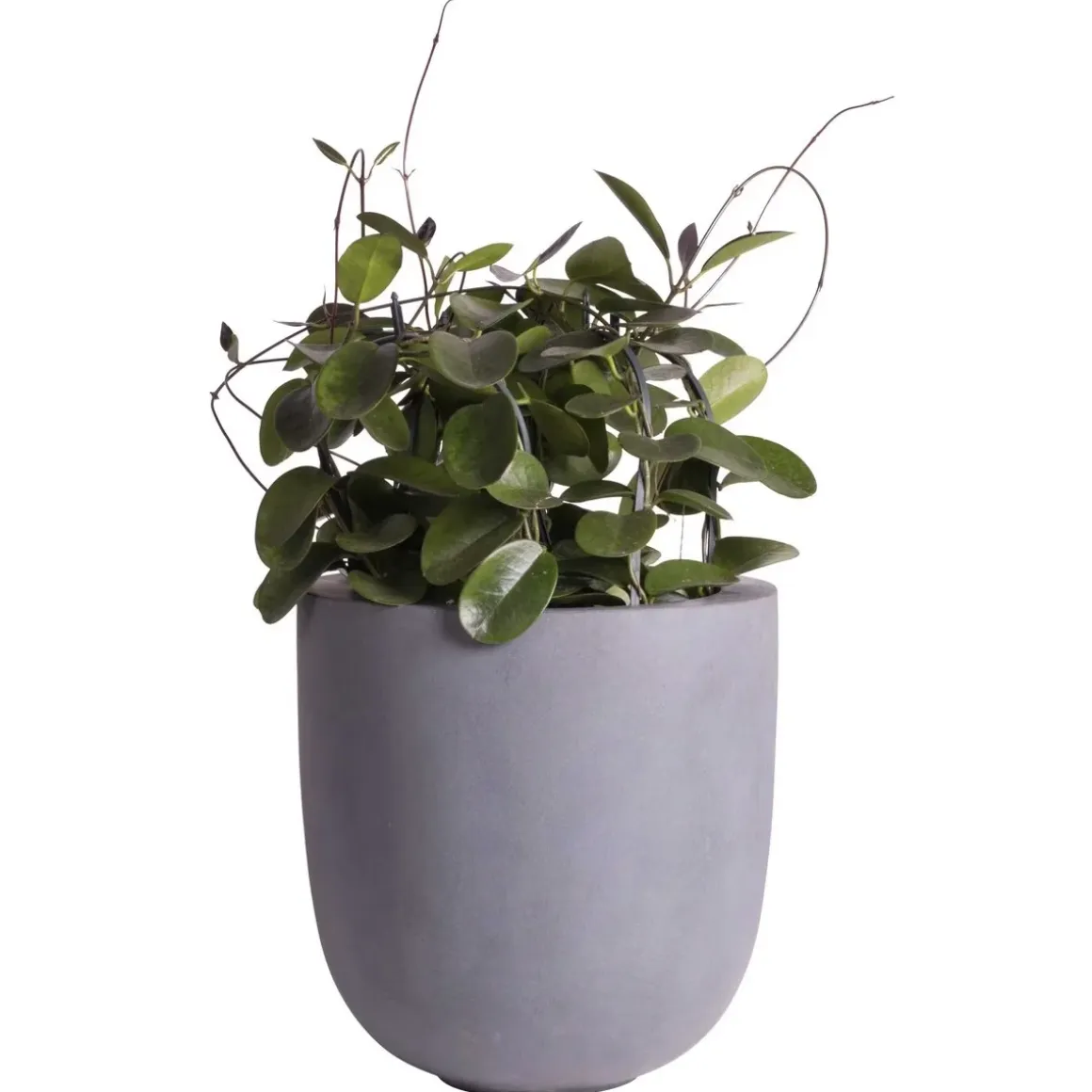 Pot – Ducos big grey