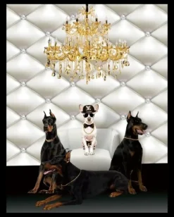 Schilderij poster met zwarte lijst honden dobberman 40x50cm